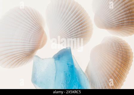 Coquillages et verre bleu avec lumière Banque D'Images