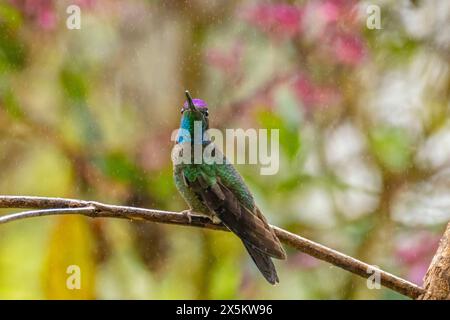 Costa Rica, Cordillera de Talamanca. Talamanca colibri s'affichant sous la pluie. Banque D'Images