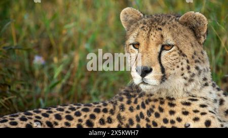 Un gros plan d'un guépard, Acinonyx jubatus. Banque D'Images