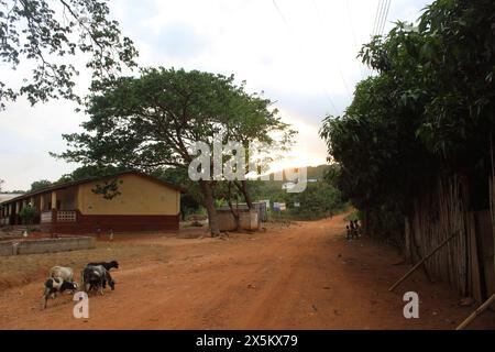 Ghana, Accra, Dodowa, chèvres marchant sur le chemin de terre Banque D'Images