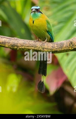 Costa Rica, Vallée de Tuis. Gros plan sur l'oiseau motmot de Lesson. Banque D'Images