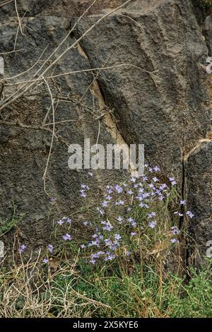 Héliophile pourpre fleurissant à la base d'une falaise dans le désert du Namib après les premières pluies précoces. Banque D'Images