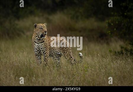 Un léopard mâle, Panthera pardus, debout dans l'herbe, regardant dehors. Banque D'Images