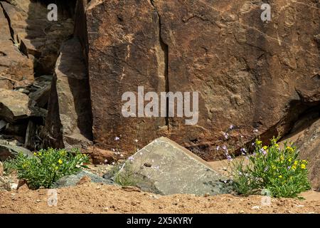 Une héliophile douce et violette et un tripteris jaune vif fleurissent à la base d'une falaise dans le désert du Namib après les premières pluies précoces. Banque D'Images