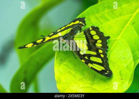 Costa Rica, Vallée de Tuis. Papillon malachite sur feuille. Banque D'Images