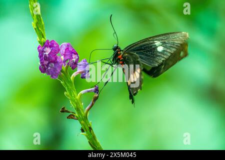 Costa Rica, Vallée de Tuis. Papillons à queue d'araignée rouge mangeant. Banque D'Images