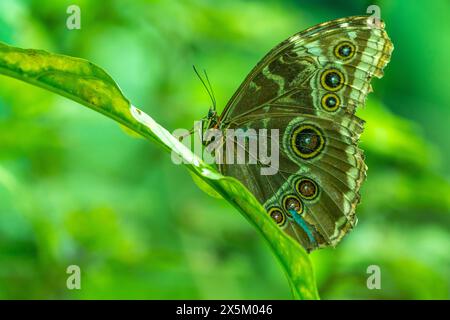 Costa Rica, Vallée de Tuis. Papillon Heliconius sur feuille. Banque D'Images