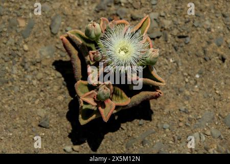 Un désert blanc, fleur succulente poussant sur un plan sablonneux près de la rivière Orange en Namibie. Banque D'Images