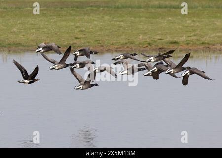 Oie à poitrine rouge (Branta ruficollis) décollant avec un troupeau d'oies Brent à ventre noir Frampton Marsh RSPB Lincolnshire mai 2024 Banque D'Images