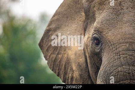 Gros plan d'un oeil d'éléphant, Loxodonta africana. Banque D'Images