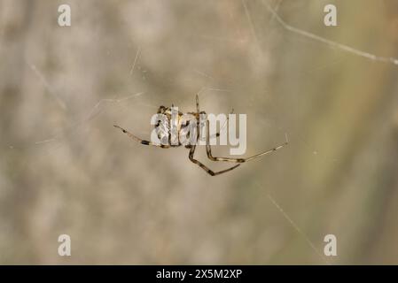 Brune Widow Spider (Latrodectus geometry tricus) arachnid Web nature concept de lutte contre les ravageurs. Banque D'Images