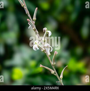 Fleur de cactus Haworthia limifolia. Jardin botanique, kit Karlsruhe, Allemagne, Europe Banque D'Images