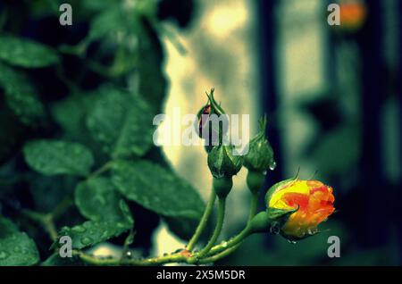 Gros plan de rose jaune avec des gouttes de pluie Banque D'Images