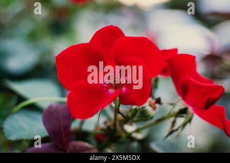 Close-up of red flowers Banque D'Images