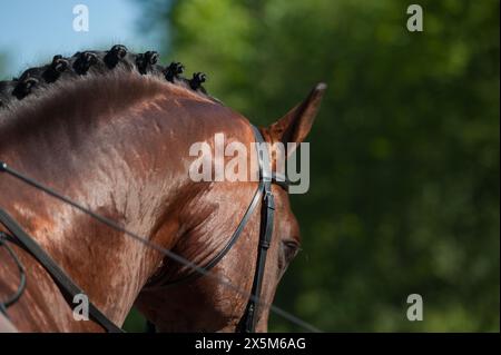 gros plan portrait de cheval zoomé sur les chevaux tresses boutons tresses sur la baie cheval dressage bien préparé pour le cuir à double bride de compétition Banque D'Images