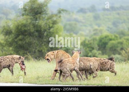 Un lion, Panthera leo, et une hyène, Hyaenidae, se battant pour une carcasse de zèbre. Banque D'Images