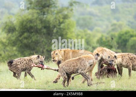 Un lion, Panthera leo, et une hyène, Hyaenidae, se battant pour une carcasse de zèbre. Banque D'Images