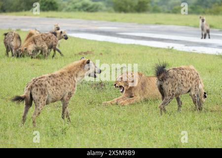 Un lion, Panthera leo, et hyène, Hyaenidae, interaction. Banque D'Images