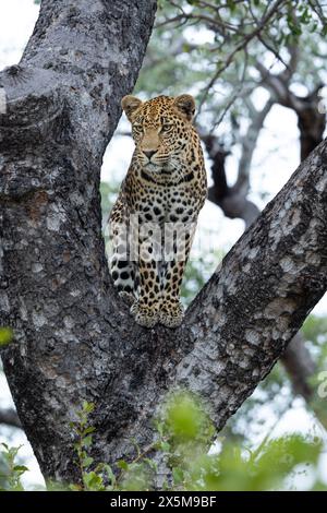 Un léopard mâle, Panthera pardus, debout dans la fourche d'un arbre. Banque D'Images