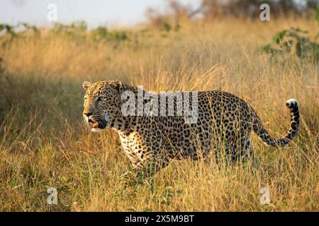 Un léopard mâle, Panthera pardus, marchant dans l'herbe. Banque D'Images