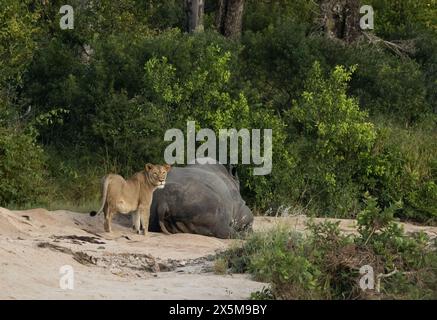 Une lionne, Panthera leo, debout à côté d'un rhinocéros, Rhinocerotidae. Banque D'Images