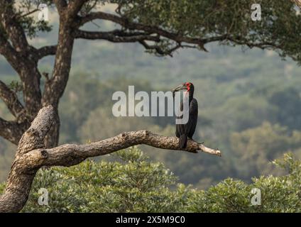 Un bec de corne, Bucorvus leadbeateri, perché dans un arbre, se nourrissant d'un caméléon. Banque D'Images