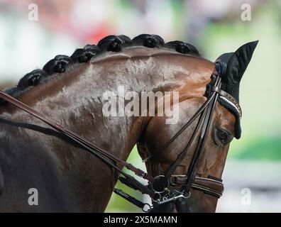 gros plan du cheval de baie avec crinière tressée dans la compétition de dressage bien tourné cheval avec double bride mwith double rênes image équine horizontale Banque D'Images