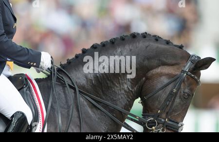 gros plan portrait de cheval zoomé sur les chevaux tresses boutons tresses sur la baie cheval dressage bien préparé pour le cuir à double bride de compétition Banque D'Images