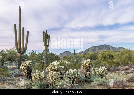 Arizona, Scottsdale. Réserve McDowell Sonoran, désert Sonoran Banque D'Images