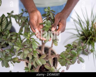 Gros plan de mains touchant une plante de jade à la maison Banque D'Images