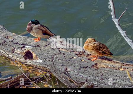 États-Unis, Colorado, Fort Collins. Canards colverts dormant sur une bûche. Banque D'Images