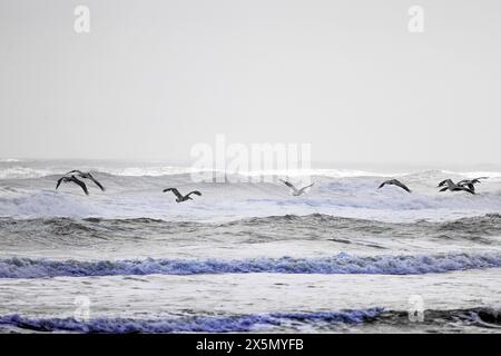 Pelicans survolant New Smyrna Beach. Banque D'Images