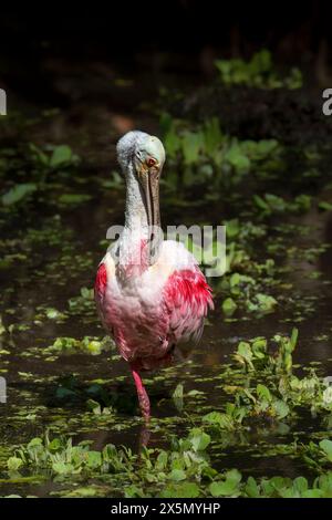 Cuillères rosées au Corkscrew Swamp Sanctuary. Banque D'Images