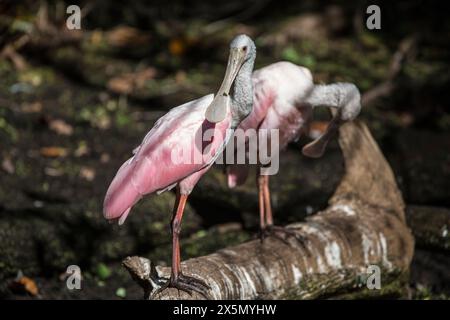 Cuillères rosées au Corkscrew Swamp Sanctuary. Banque D'Images