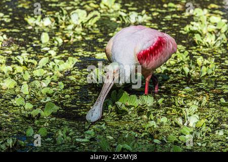 Cuillères rosées au Corkscrew Swamp Sanctuary. Banque D'Images