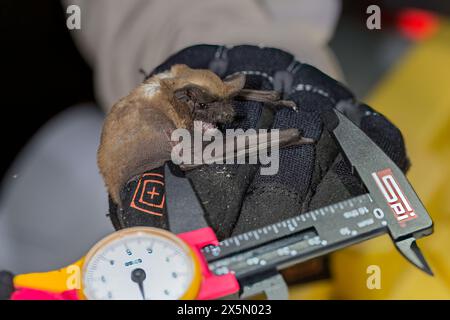 Une grosse chauve-souris brune capturée est mesurée. Banque D'Images
