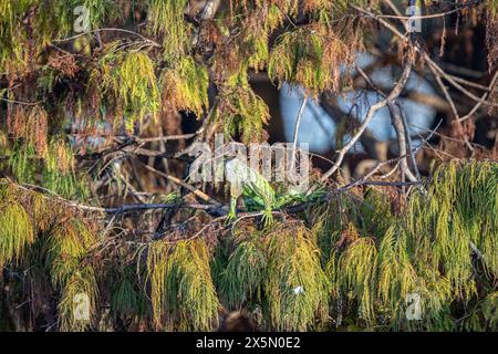 Un iguane vert exotique prend dans le soleil du matin, se reposant dans un cyprès.. Banque D'Images