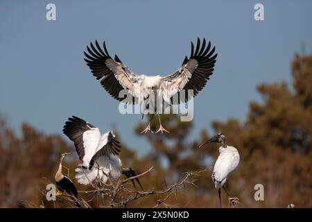 Une cigogne des bois menacée débarque parmi les nids coloniaux dans une recrue. Banque D'Images