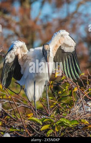 Une cigogne des bois menacée débarque parmi les nids coloniaux dans une recrue. Banque D'Images