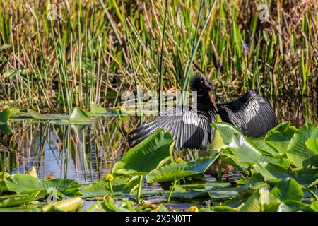 Un mâle anhinga prépare des plumes à la lumière du soleil. Banque D'Images