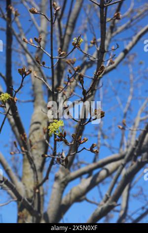 Regardant vers le haut les branches d'un arbre d'érable Crimson King avec de petites fleurs jaunes et des bourgeons de fleurs marron et vertes, au printemps, avec un backgro flou Banque D'Images