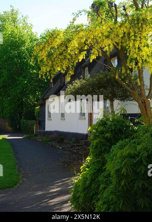 Laburnum arbre et chaume chalet sur Barkway High Street Banque D'Images