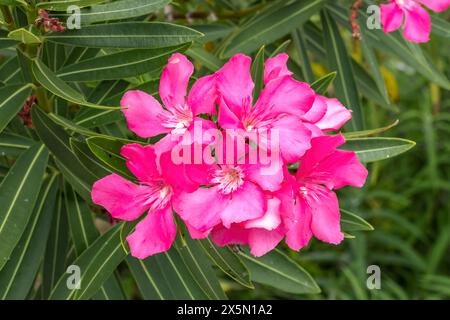 Pink Oleander Nerium, Miami, Floride. Banque D'Images