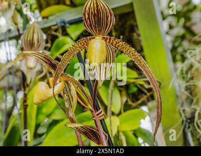 Orchidées de pantoufles, Florida Cypripedioideae Banque D'Images