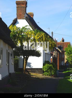 Laburnum arbre et chaume chalet sur Barkway High Street Banque D'Images