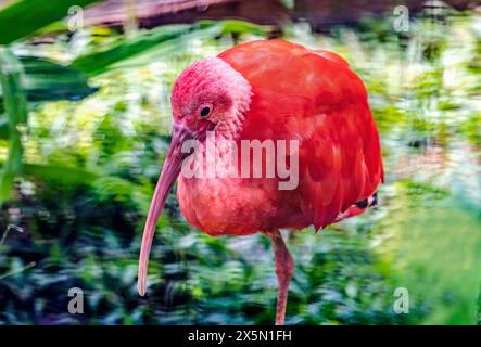 Écarlate coloré, Waikiki, Honolulu, Hawaï. Oiseau tropical originaire d'Amérique du Sud. Banque D'Images