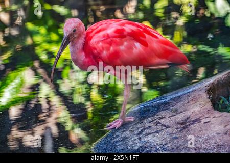 Écarlate coloré, Waikiki, Honolulu, Hawaï. Oiseau tropical originaire d'Amérique du Sud. Banque D'Images