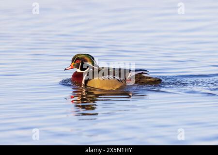 Canard des bois (Aix sponsa) mâle dans une zone humide, comté de Marion, Illinois. Banque D'Images