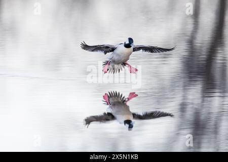 Débarquement mâle de Bufflehead (Bucephala albeola) dans une zone humide, comté de Marion, Illinois. Banque D'Images