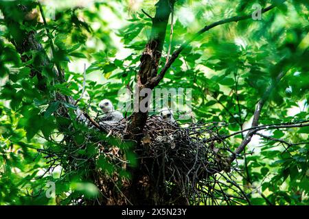 États-Unis, Minnesota, Mendota Heights. Poussins faucons à larges ailes au nid Banque D'Images